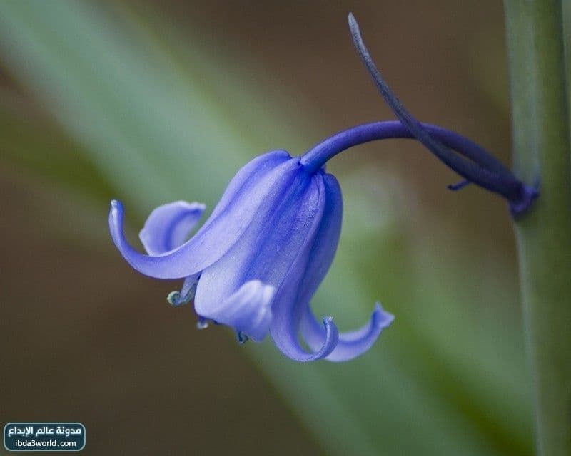 زهرة الأجراس الزرقاء Blue Bells
