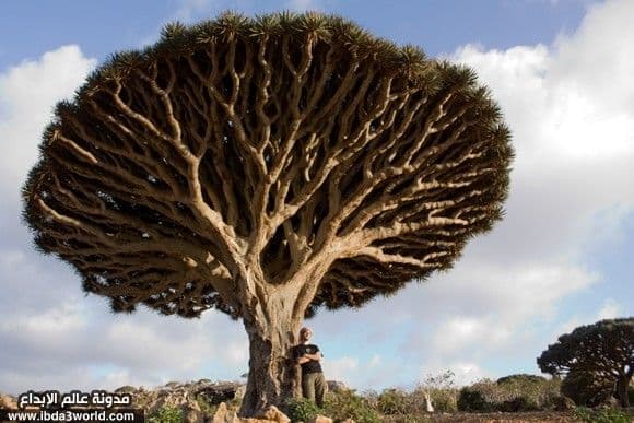 شجرة دم التنين Cinnabari Dracaena