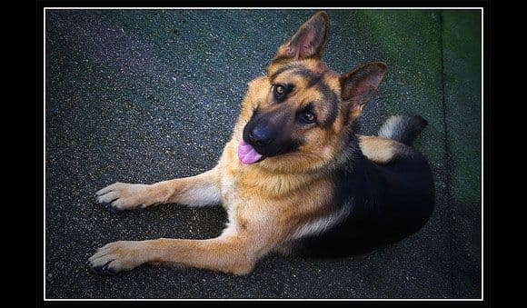 الراعي الألماني (German Shepherd)