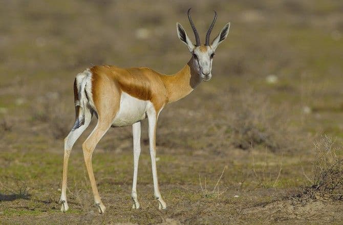 fastest-springbok