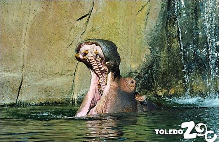 Toledo-Zoo