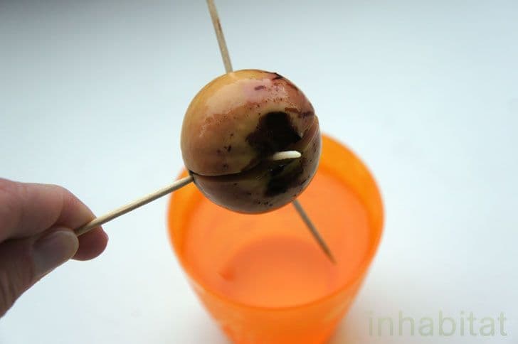avocado-pit-with-taproot