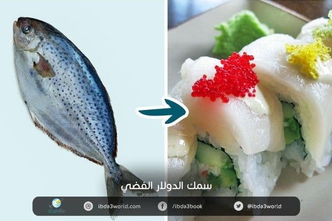 سمك الدولار الفضي