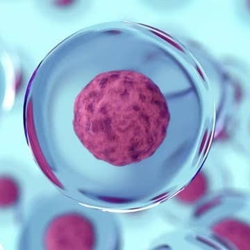 الخلية النباتية