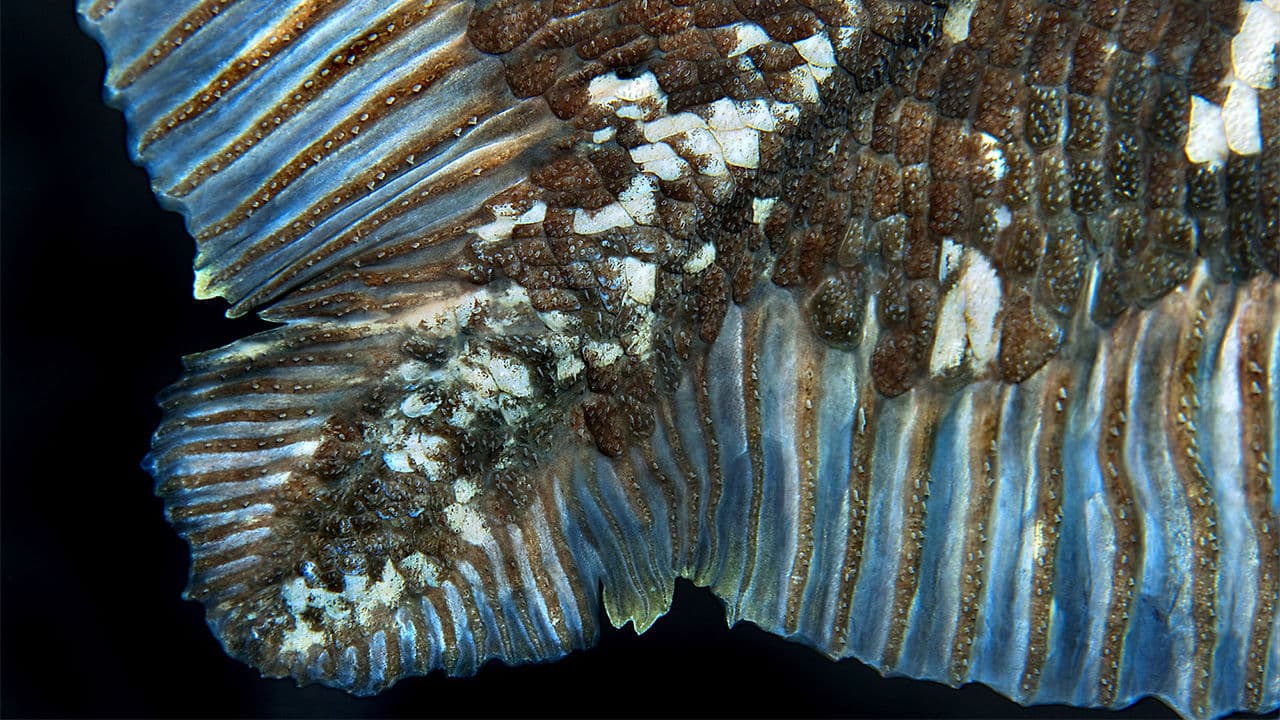 تلك الحفرية الحية تستطيع العيش لـ 100 عام، والتفسير مثير للانتباه فعلًا!