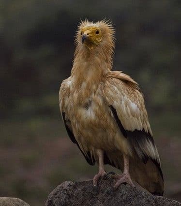 الرخمة المصرية: