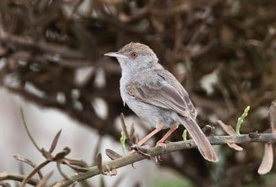 - المغرد السقطري: