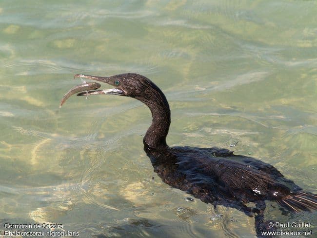 - الغاق السوقطري: