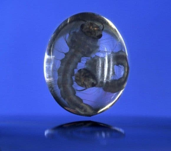 قطرة ماء تحوي يرقتي بعوض