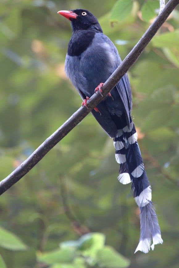 العقعق التايواني الأزرق