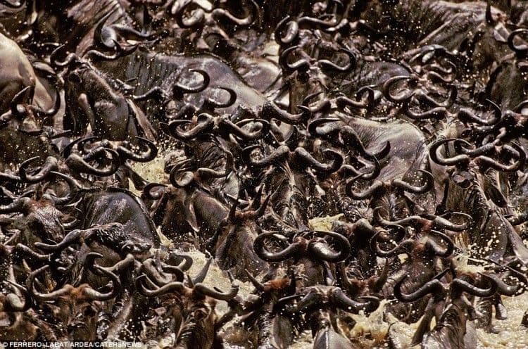 هجرة الحيوانات