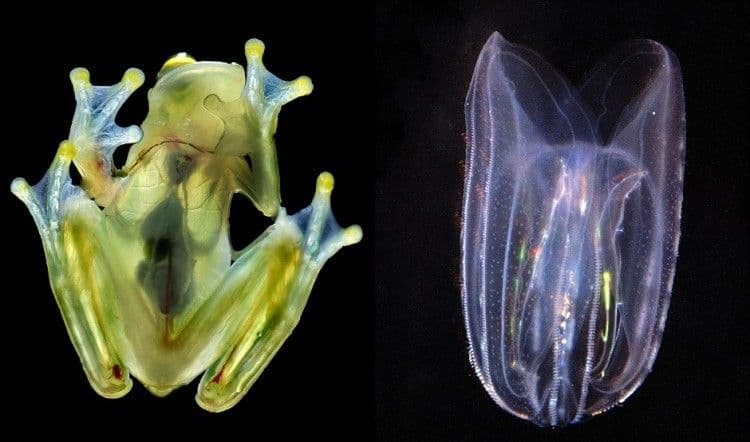 كائنات شفافة