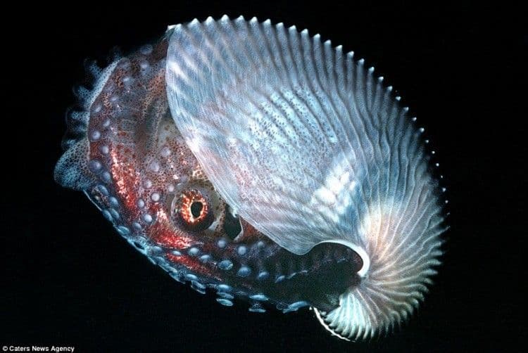 كائن بحري شفاف