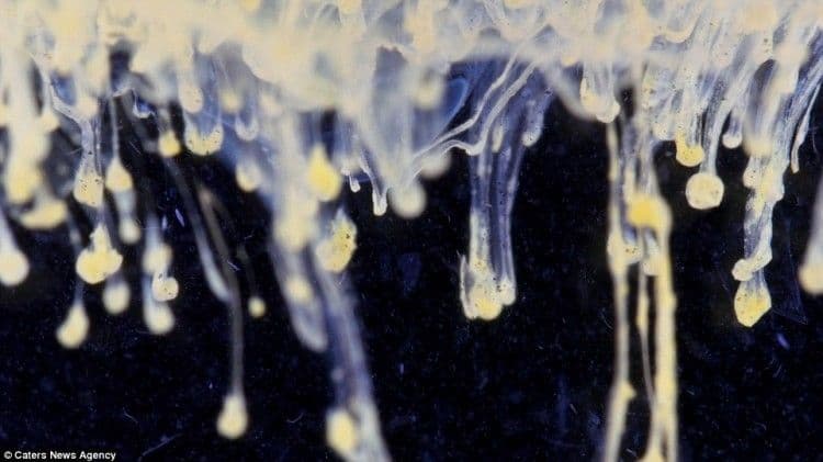 تفاعل كيميائي عن قرب