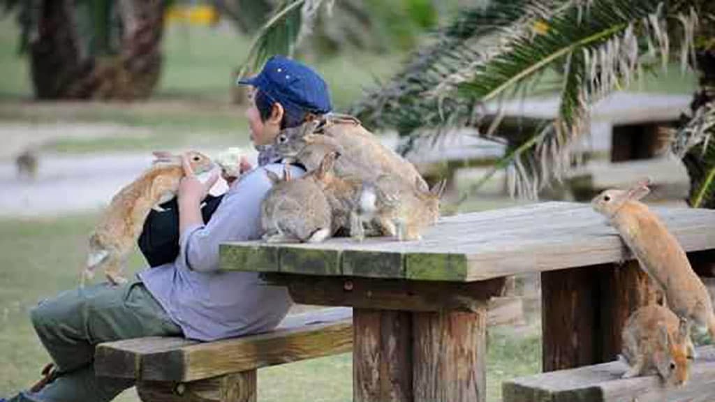 25 حقيقة مدهشة عن اليابان