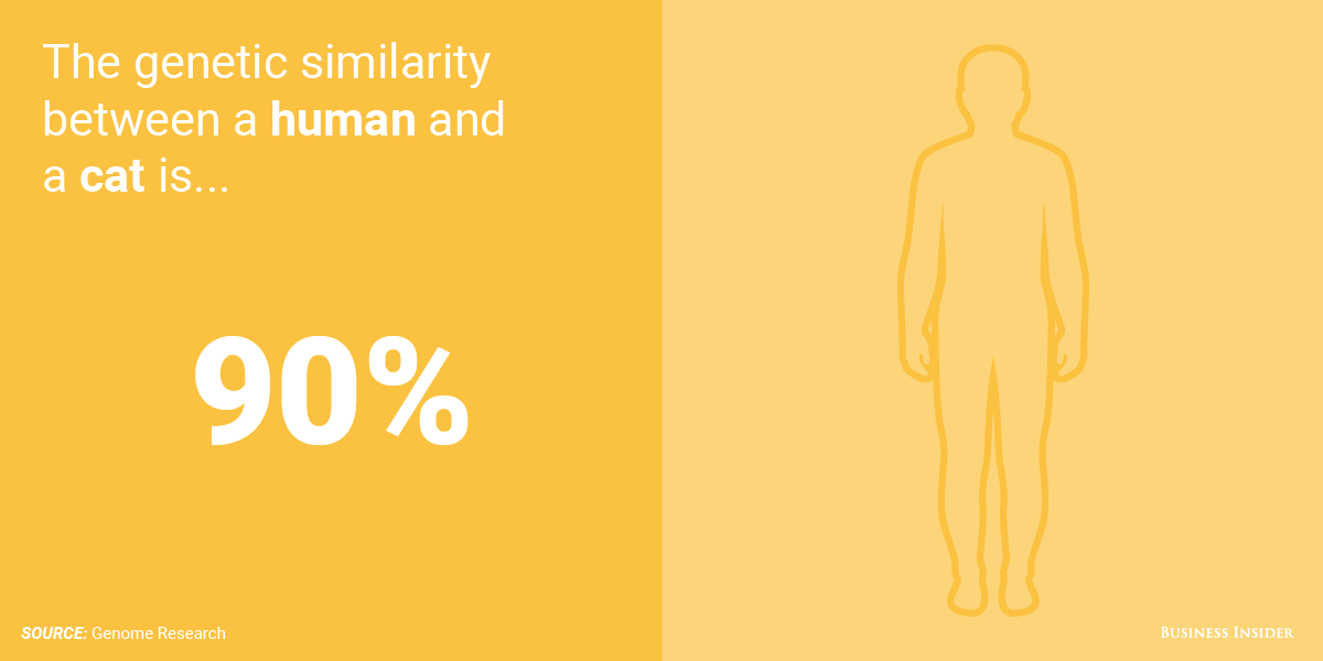 التشابه بين القط و الانسان جينيا - نسبة تطابق الجينات البشرية مع الكائنات الأخرى.
