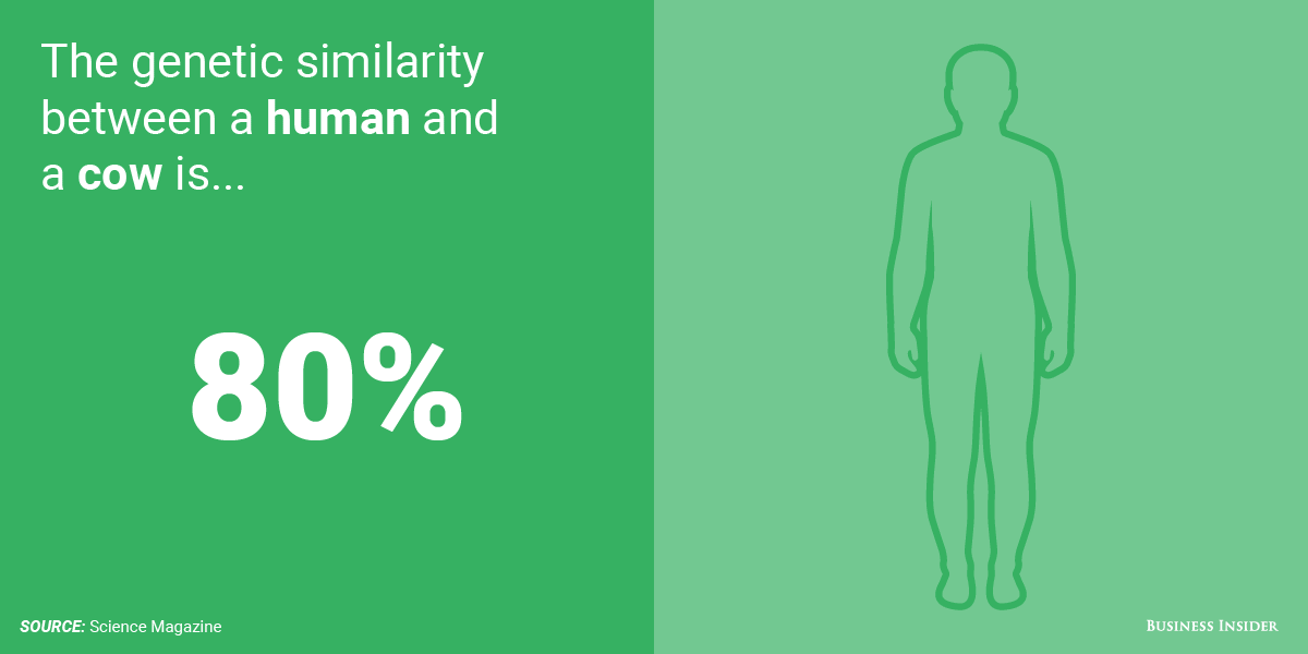 نسبة التشابه بين الانسان و البقر جينيًا