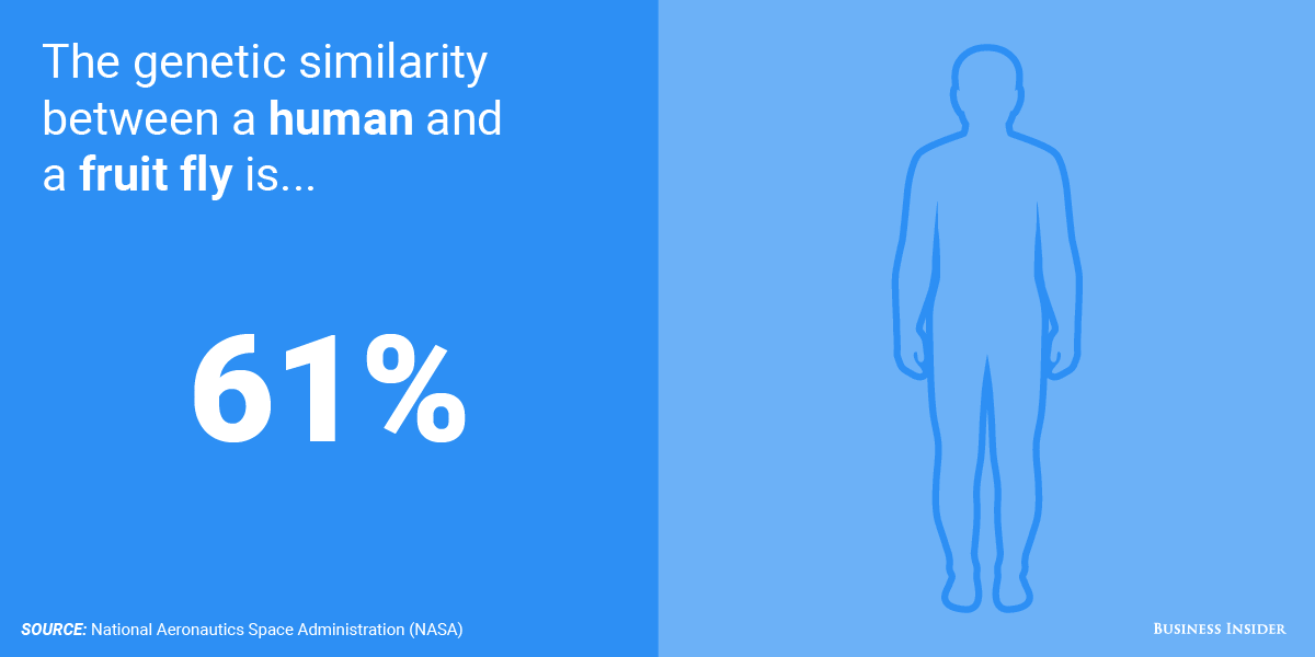 التشابه بين الانسان والذباب جينيًا