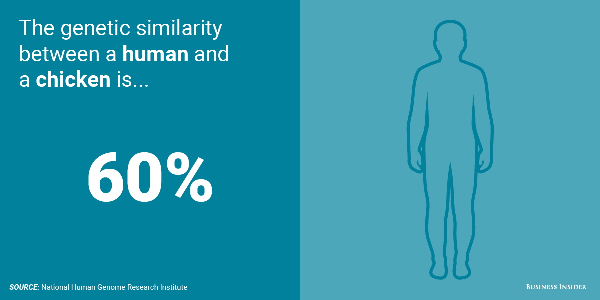التشابه بين الانسان و الدجاج