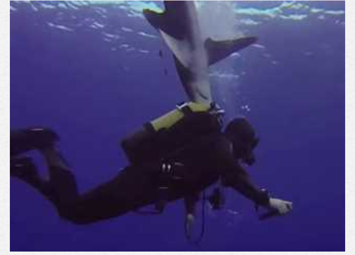 كيف تنجو من هجمات أسماك القرش